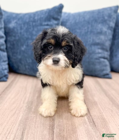 Cavapoo dogs for sale - Ad 1