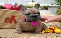 French Bulldog dogs for sale: Mia - Image 4