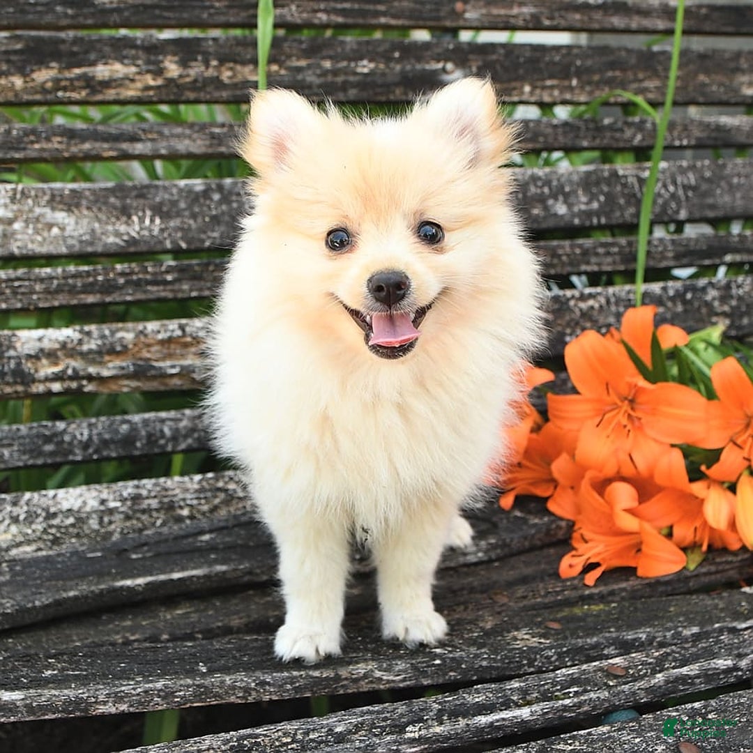 Pomeranian dogs for sale: Jess - Image 6