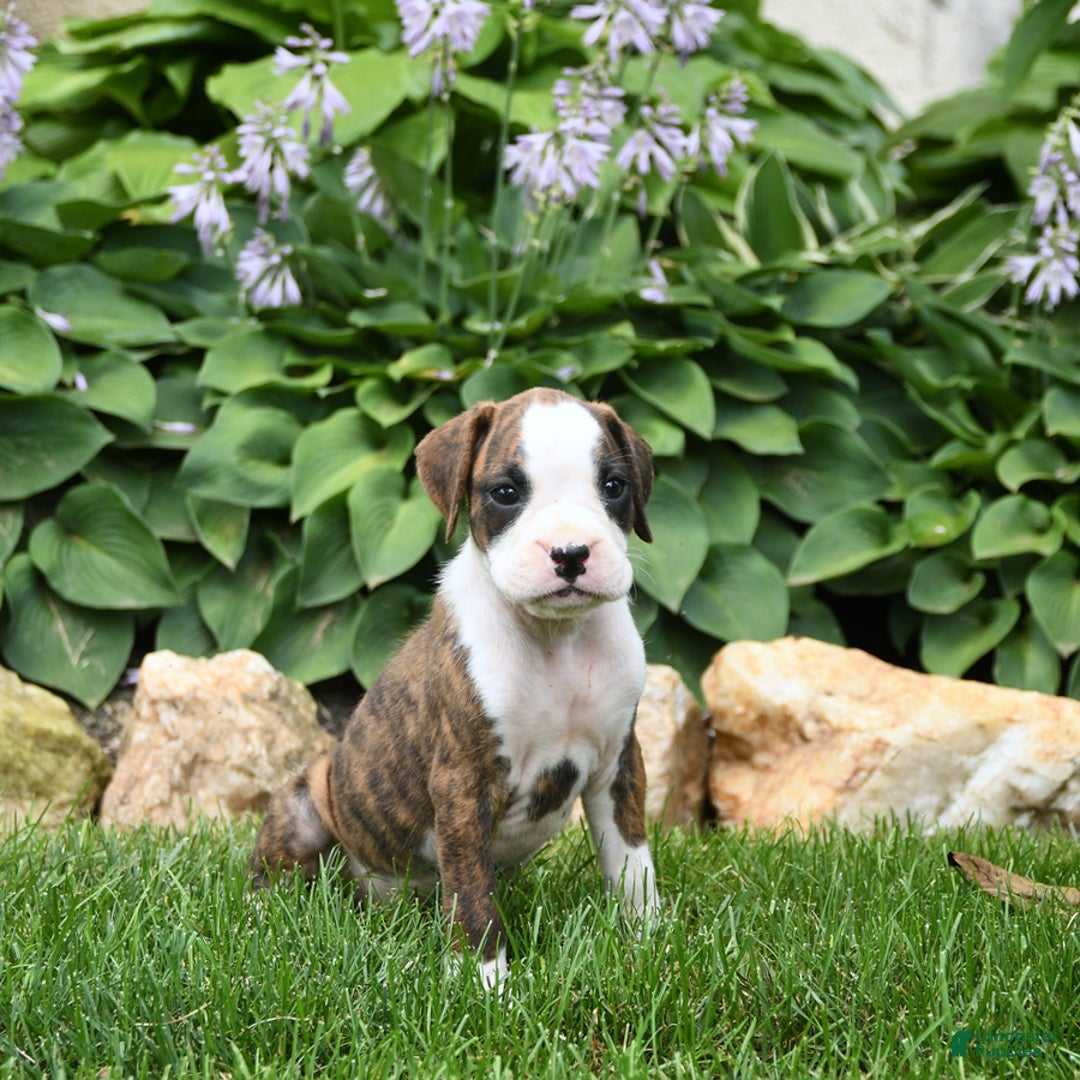 Boxer dogs for sale: Dozer - Image 1