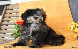 Miniature Poodle dogs for sale: Oakley - Image 12