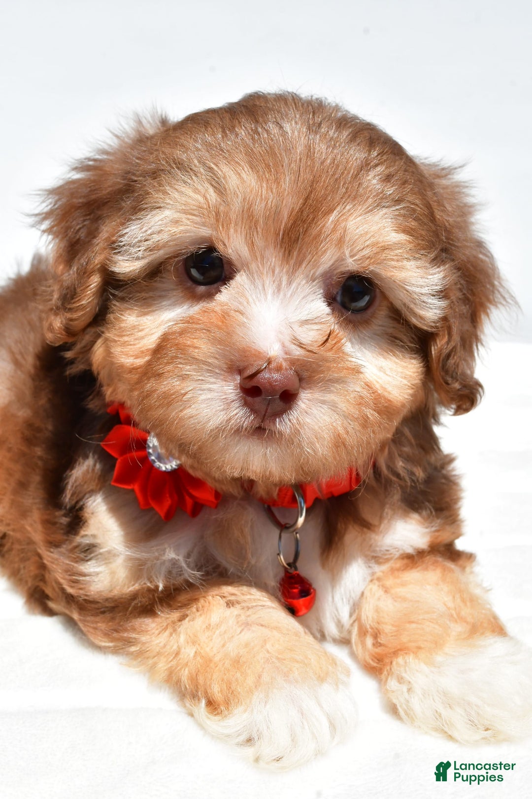 Havapoo dogs for sale: Myra - Image 5