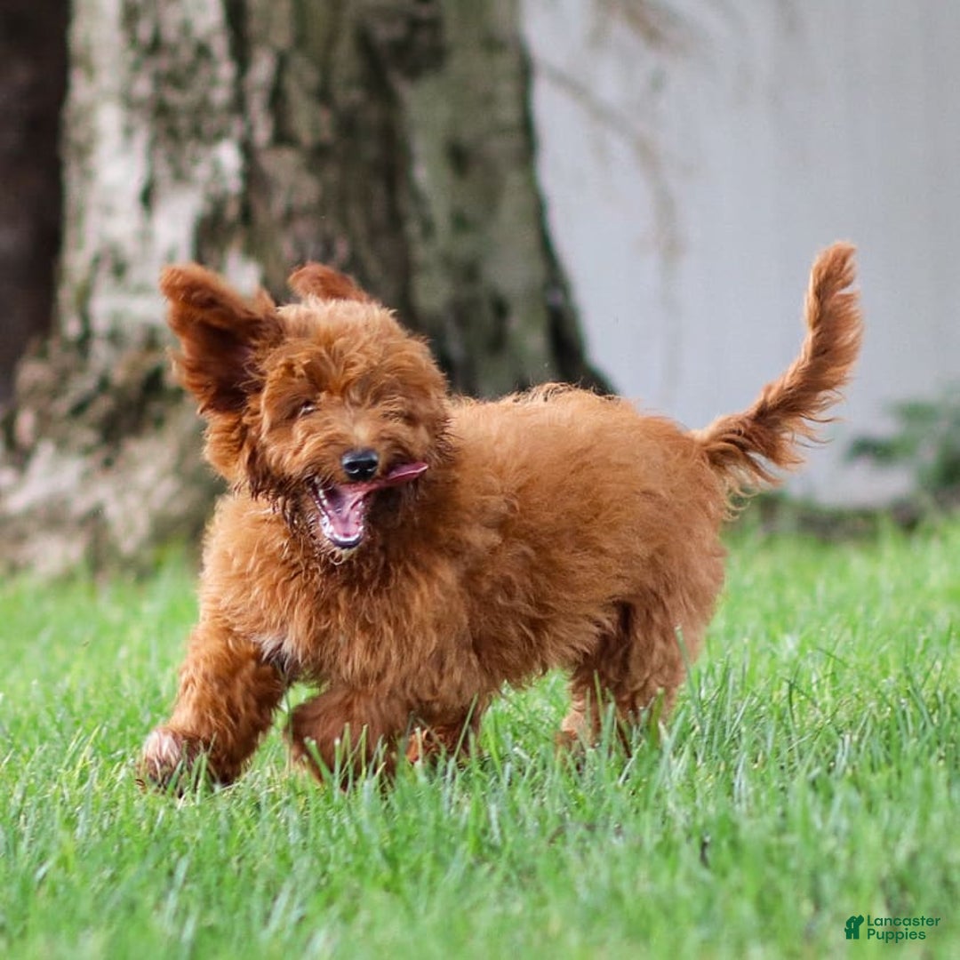 Goldendoodle dogs for sale: Ashley - Image 6