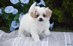 Cavapoo dogs for sale: Hana - Image 1