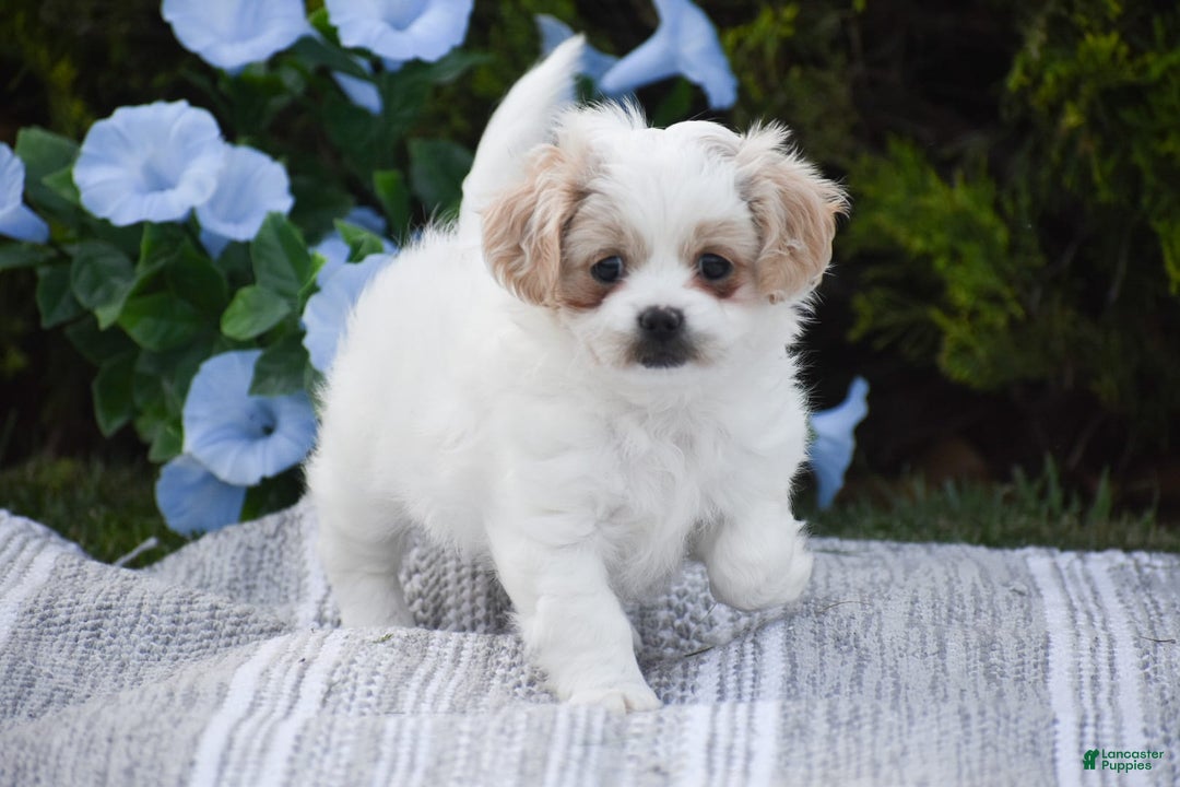 Cavapoo dogs for sale: Hana - Image 1