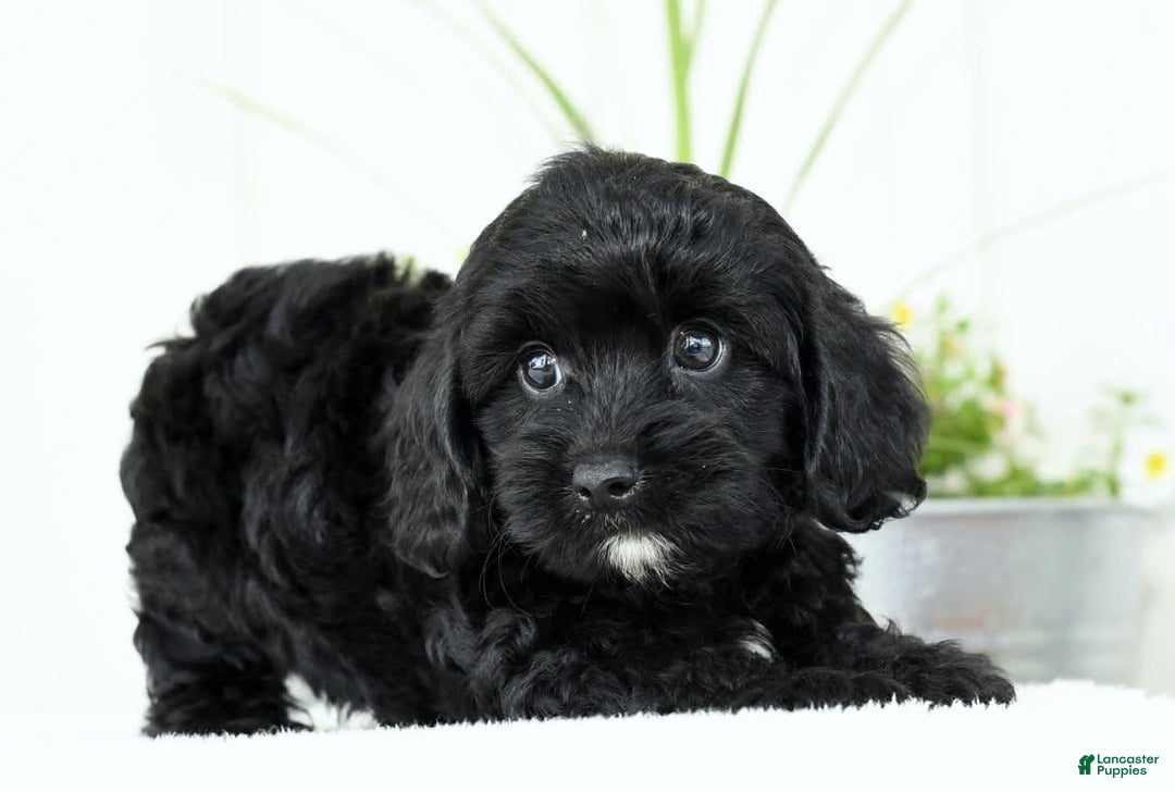Cavapoo dogs for sale: Grizzly - Image 1