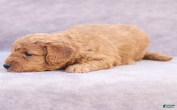 Goldendoodle dogs for sale: Oliver - Image 2
