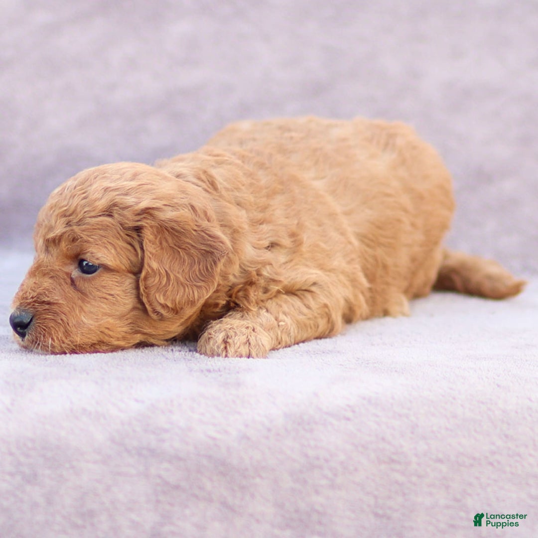 Goldendoodle dogs for sale: Oliver - Image 2