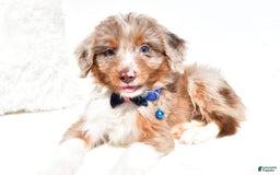 Mini Aussiedoodle dogs for sale: Eden - Image 2