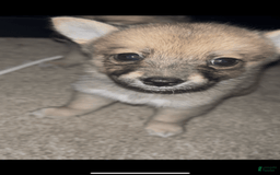 Pomsky dogs for sale: June - Image 1
