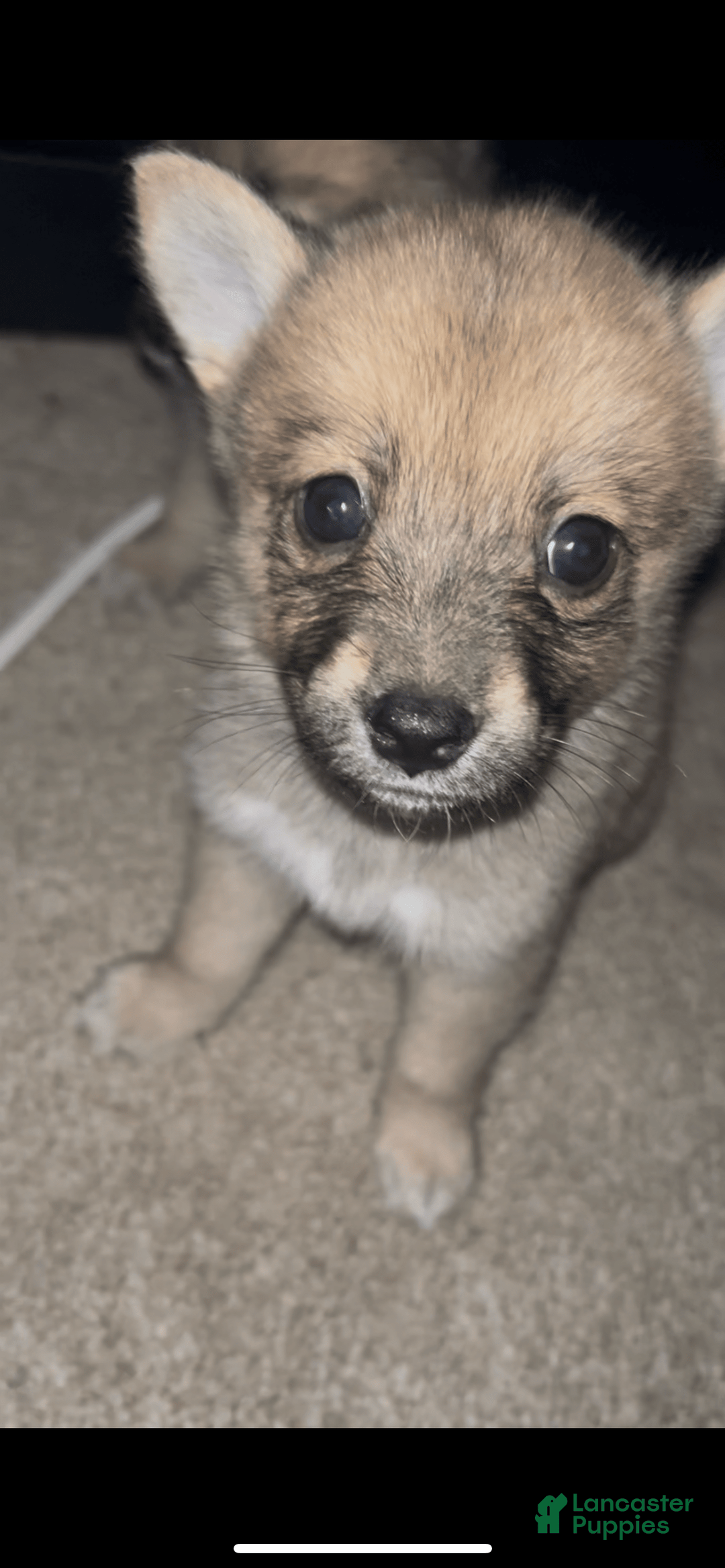 Pomsky dogs for sale: June - Image 1