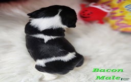 English Springer Spaniel dogs for sale: Bacon - Image 1
