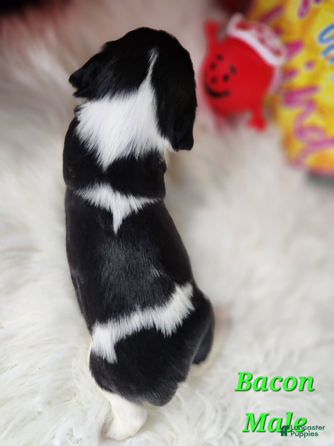 English Springer Spaniel dogs for sale: Bacon - Image 1