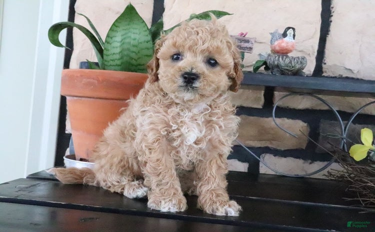 Shihpoo dogs for sale - Ad 5