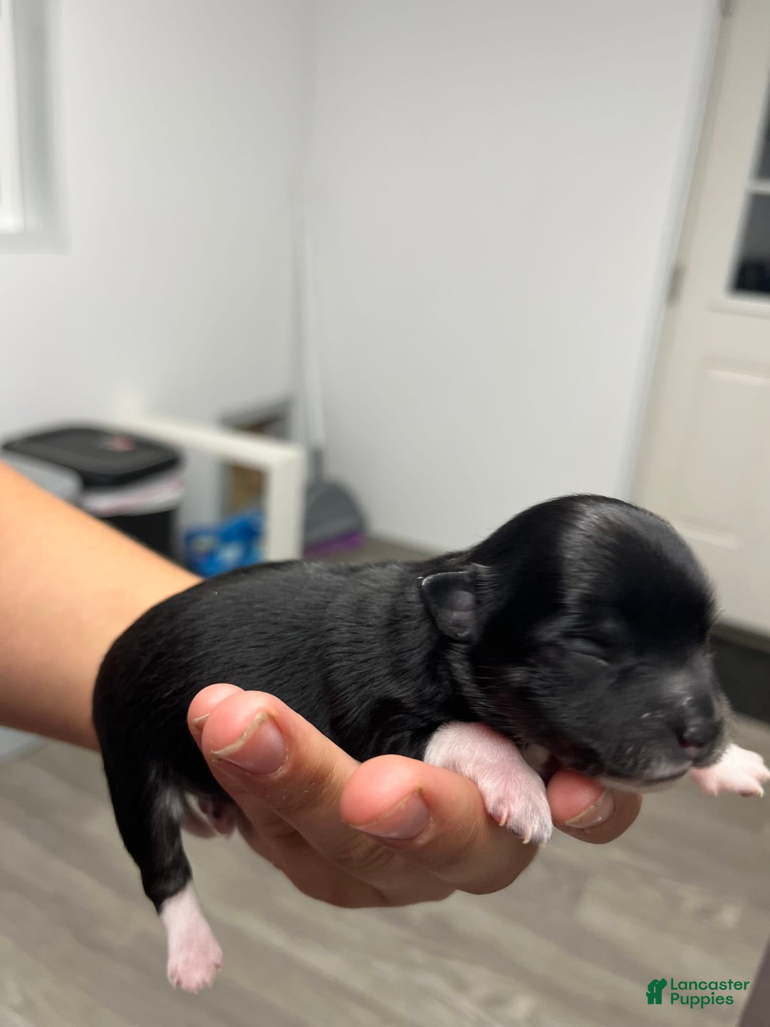 Chihuahua dogs for sale: Lydia - Image 1