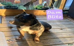 American Bully dogs for sale: Rose Col - Image 15