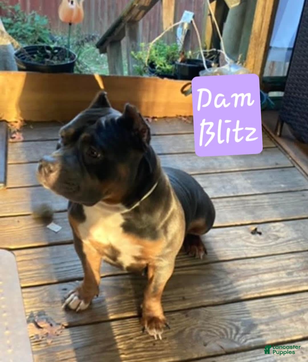 American Bully dogs for sale: Rose Col - Image 15