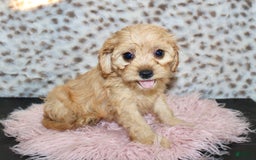 Cavapoo dogs for sale: Cavapoo 7 puppies - Image 18