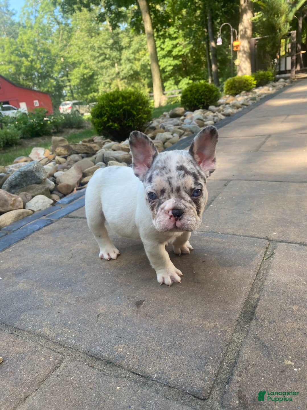 French Bulldog dogs for sale: Daisy - Image 7