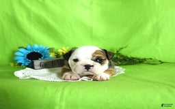 English Bulldog dogs for sale: Katrina - Image 7