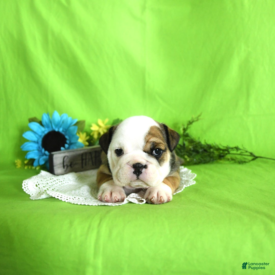 English Bulldog dogs for sale: Katrina - Image 7