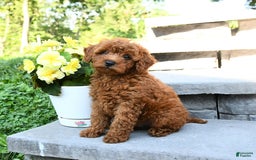 Miniature Poodle dogs for sale: Elmer - Image 2