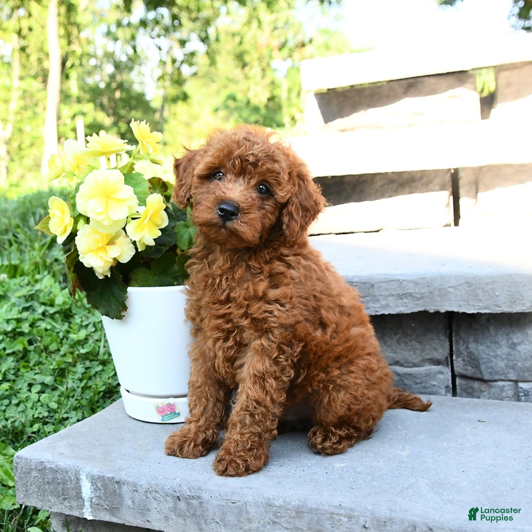 Miniature Poodle dogs for sale: Elmer - Image 2