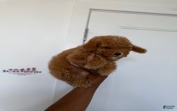 Toy Poodle dogs for sale: Bella - Image 4