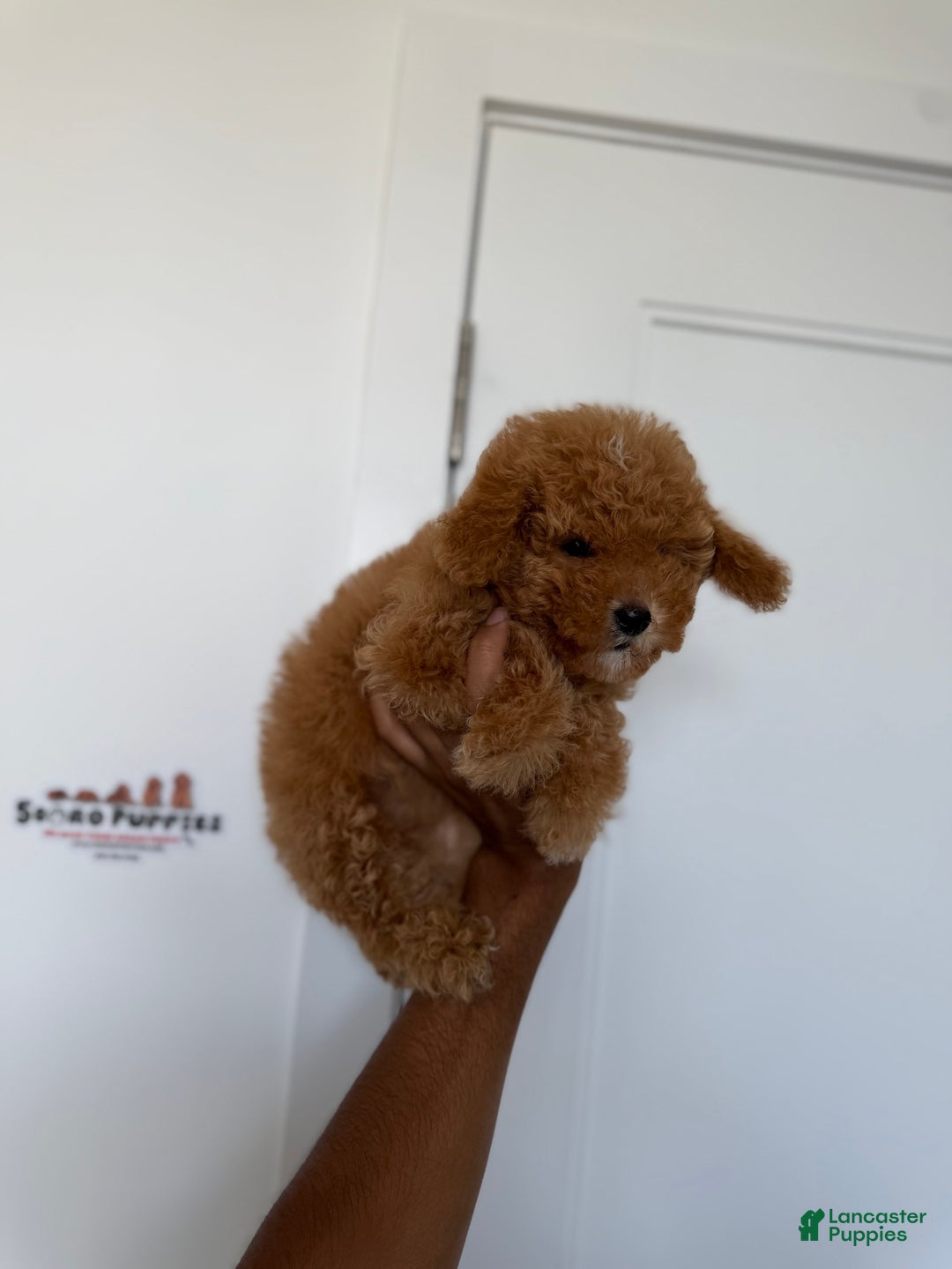 Toy Poodle dogs for sale: Bella - Image 4