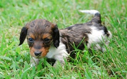 Dachshund dogs for sale: Akc Duke - Image 5