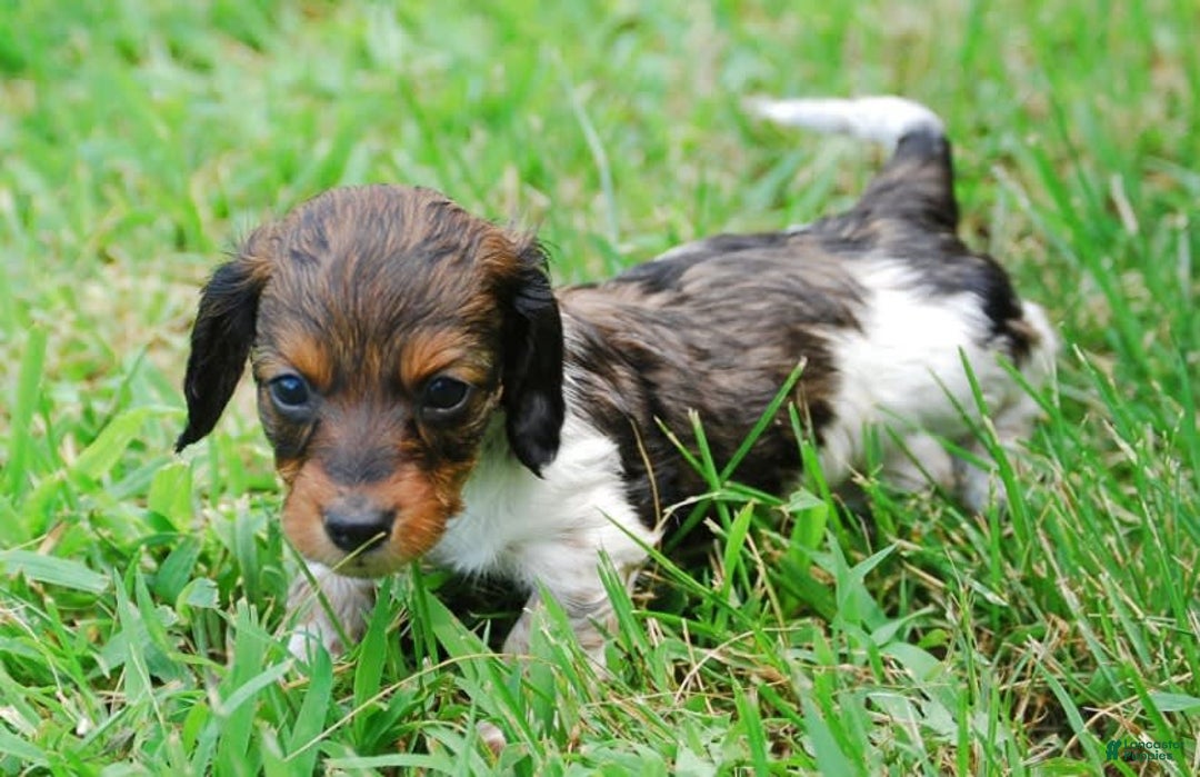 Dachshund dogs for sale: Akc Duke - Image 5