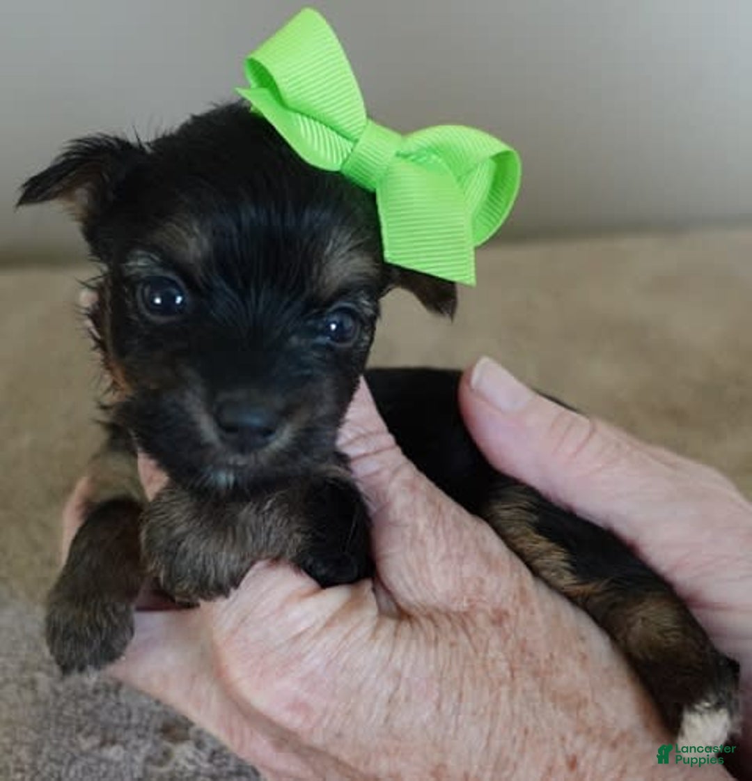 Yorkshire Terrier dogs for sale: Dodge - Image 13