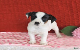 Jack Russell Terrier dogs for sale: Ruby - Image 5