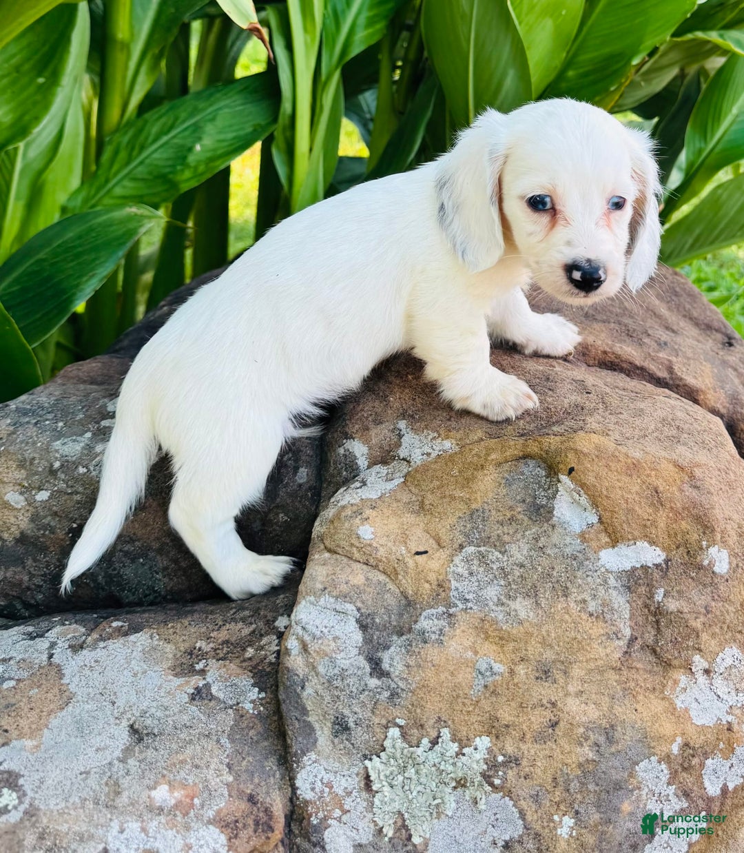Miniature Dachshund dogs for sale: Carter LH - Image 2
