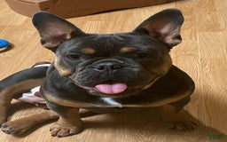 French Bulldog dogs for sale: Champagne - Image 1