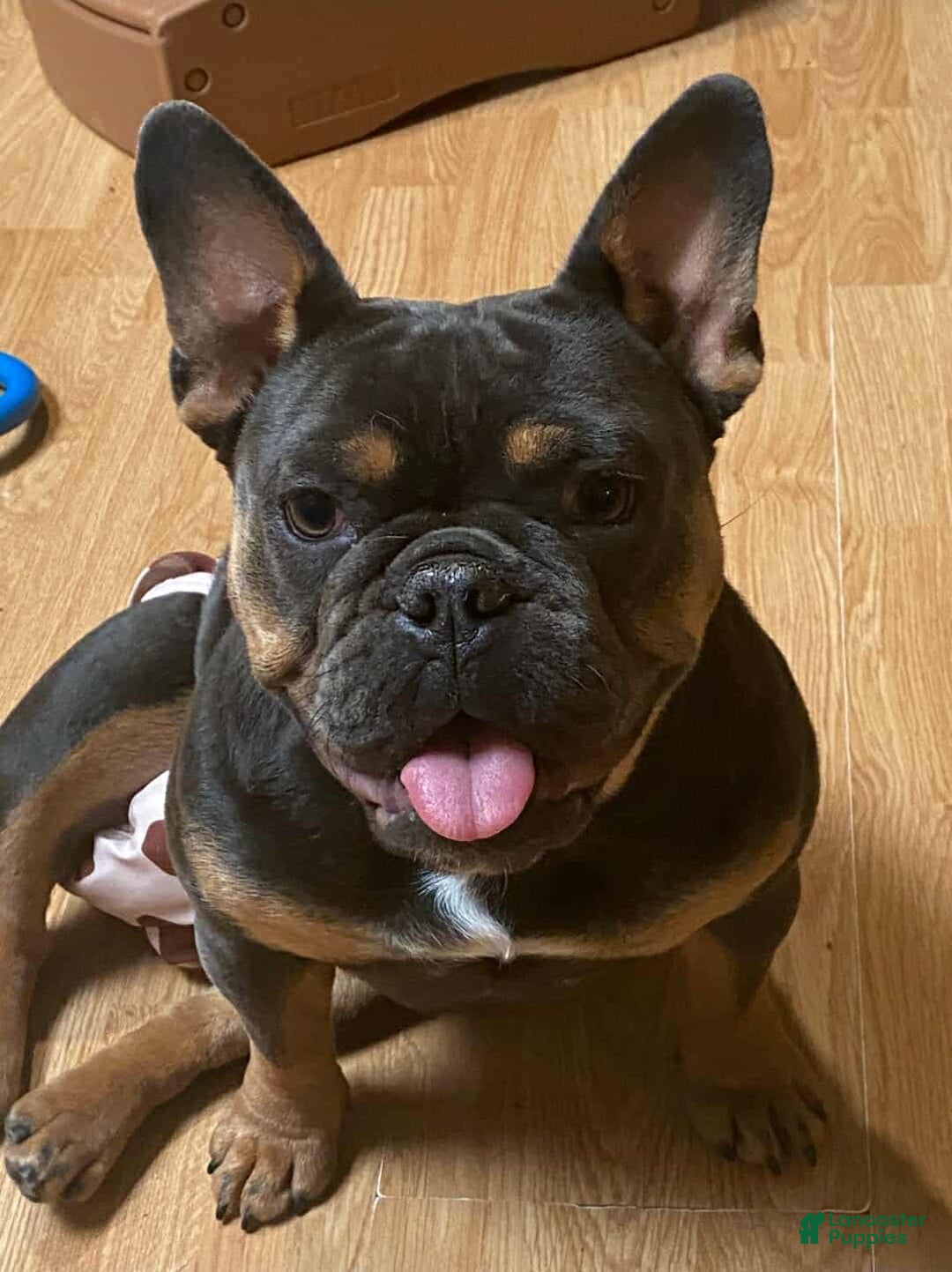 French Bulldog dogs for sale: Champagne - Image 1