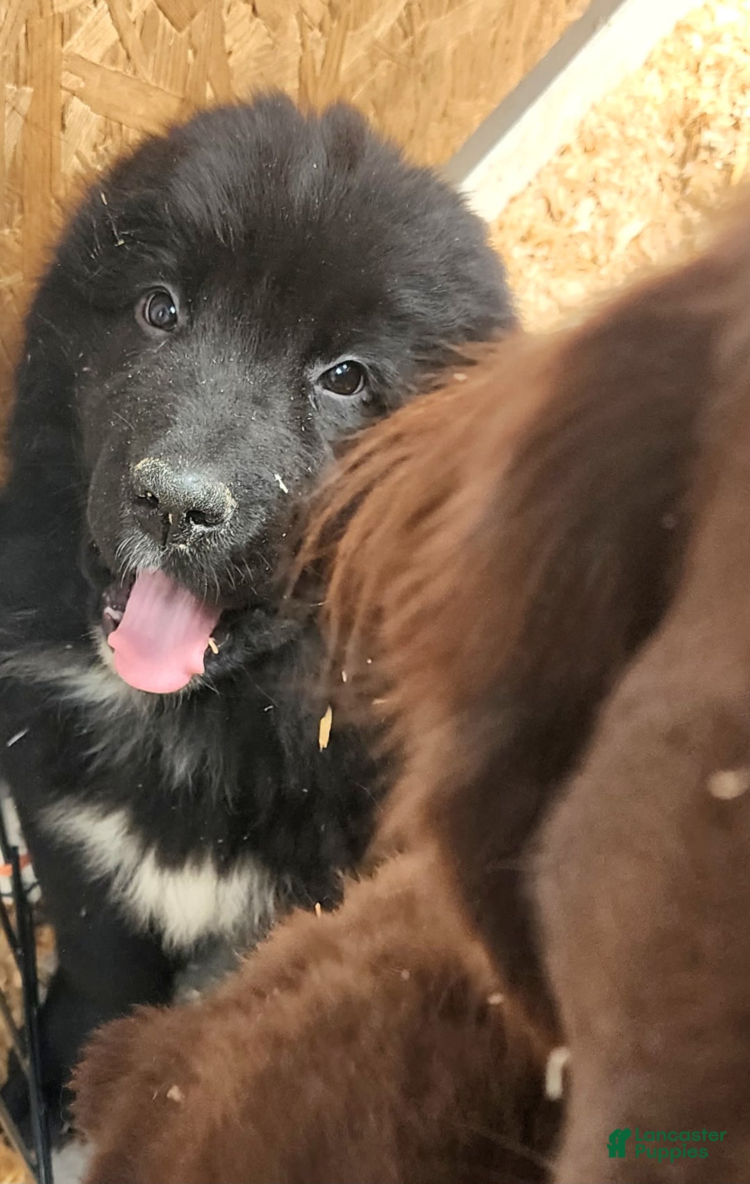 Newfoundland dogs for sale: Big Black Girl - Image 4