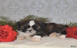 Shih Tzu dogs for sale: Mocha - Image 5
