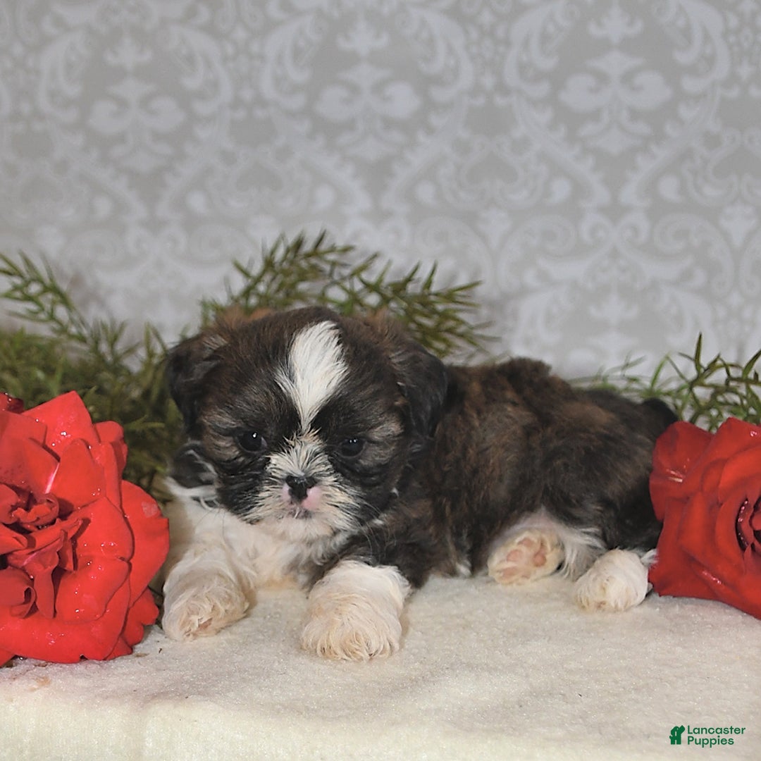 Shih Tzu dogs for sale: Mocha - Image 5