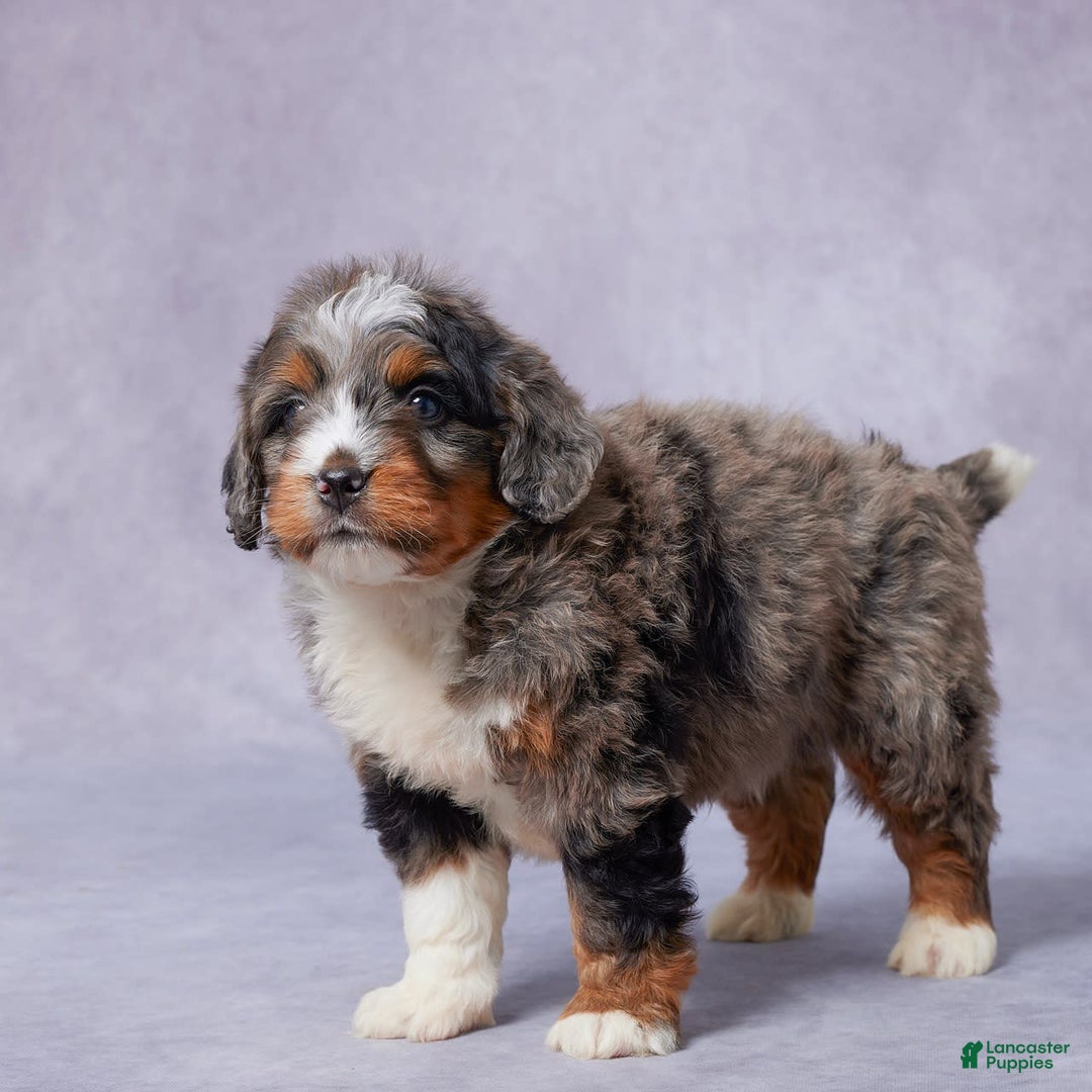 Mini Bernedoodle dogs for sale: Javin - Image 4