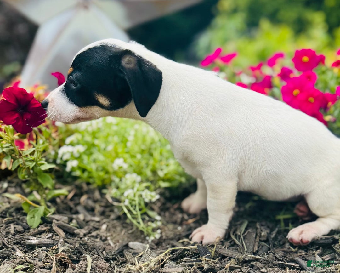 Jack Russell Terrier dogs for sale: Lacey - Image 1