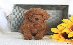 Miniature Poodle dogs for sale: Romeo - Image 4