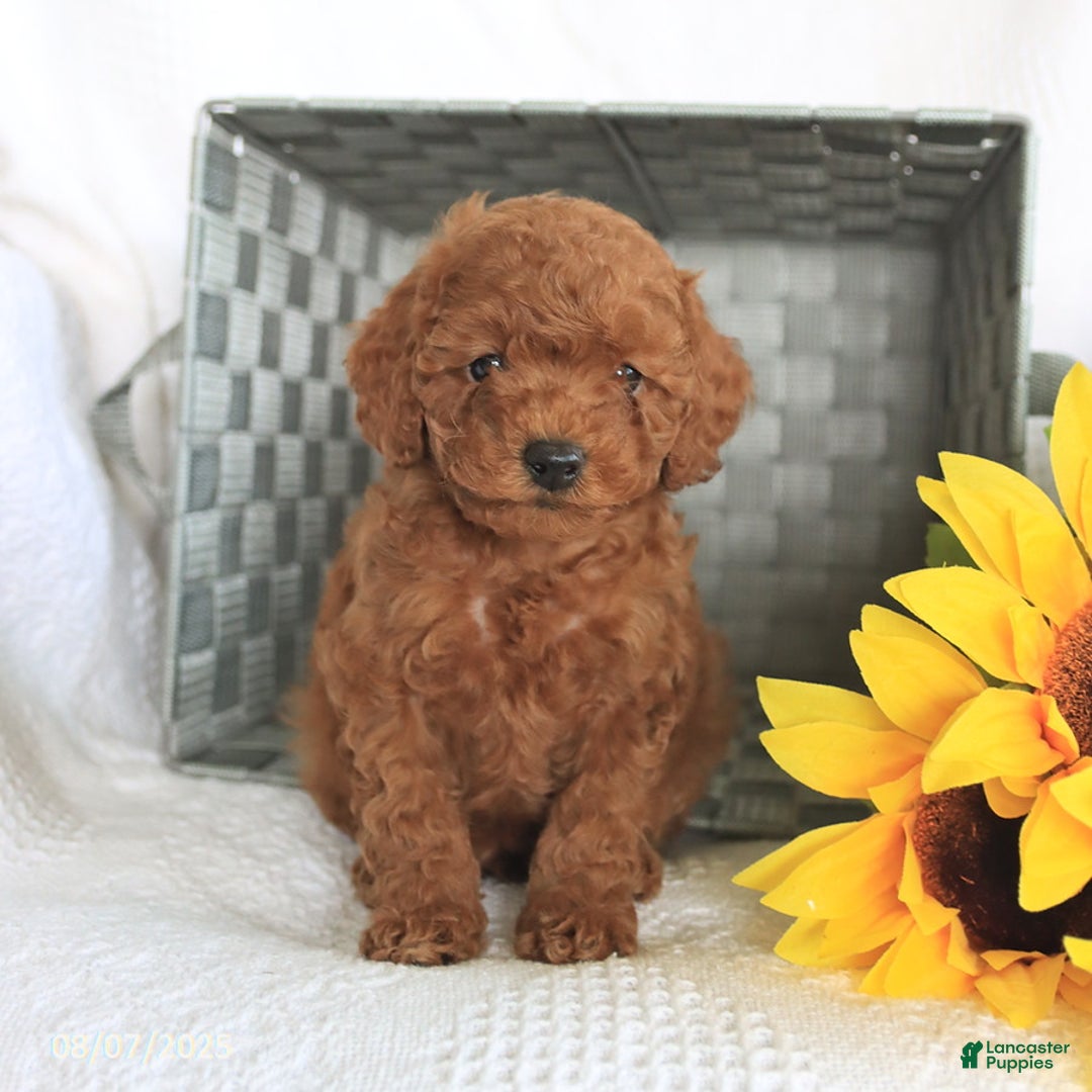 Miniature Poodle dogs for sale: Romeo - Image 4