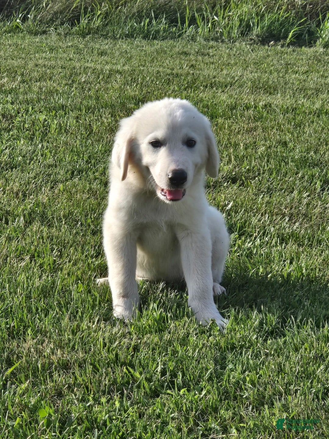 Great Pyrenees dogs for sale: Sam - Image 2