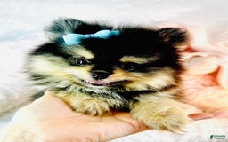 Pomeranian dogs for sale: Puddin - Image 1