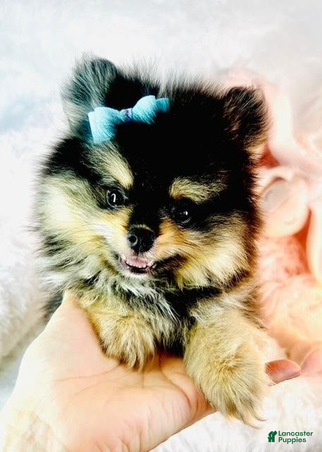 Pomeranian dogs for sale: Puddin - Image 1
