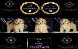 Toy Poodle dogs for sale: Hope - Image 5