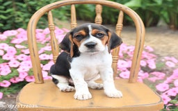 Beagle dogs for sale: Anthony - Image 2