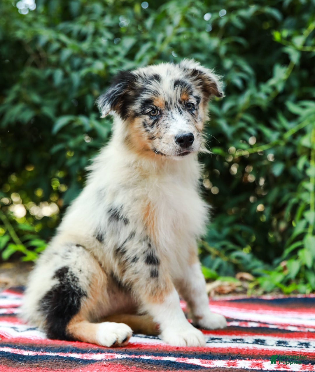 Australian Shepherd dogs for sale: Georgia - Image 14