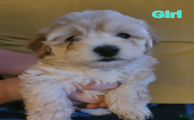 Maltipoo dogs - Advert 38
